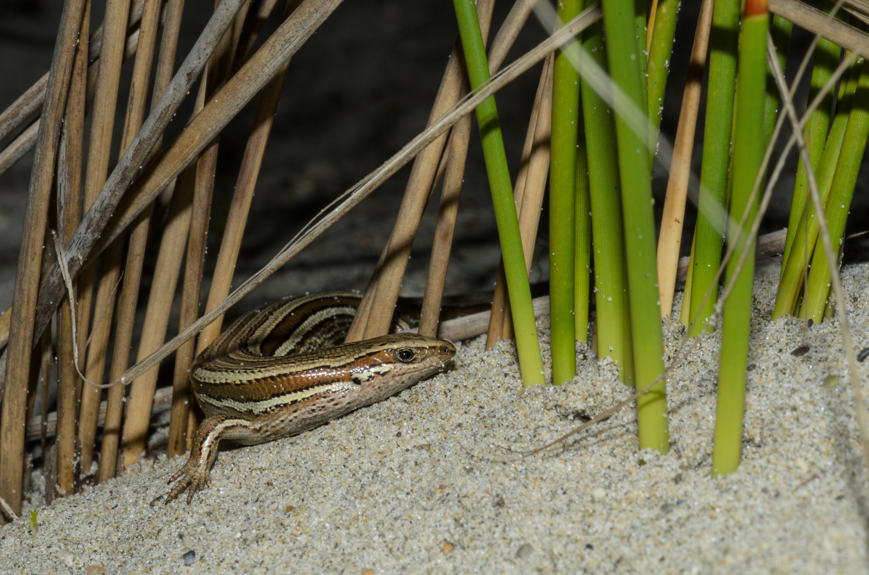 DSC_1911 – Adventure, Bay, Crispin, Island, March 2017, Mason, Mason Bay, National Park, New, New Zealand, Oligosoma polychroma, Rakiura, South, Stewart, Zealand, common skink